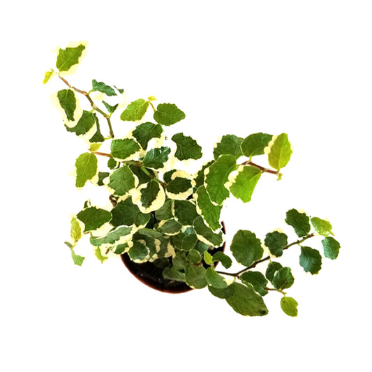 ficus pumila variegata 'variegated creeping fig'