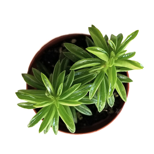 peperomia axillaris