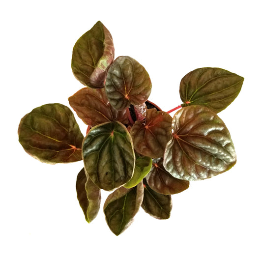 peperomia caperata 'ripple peperomia'