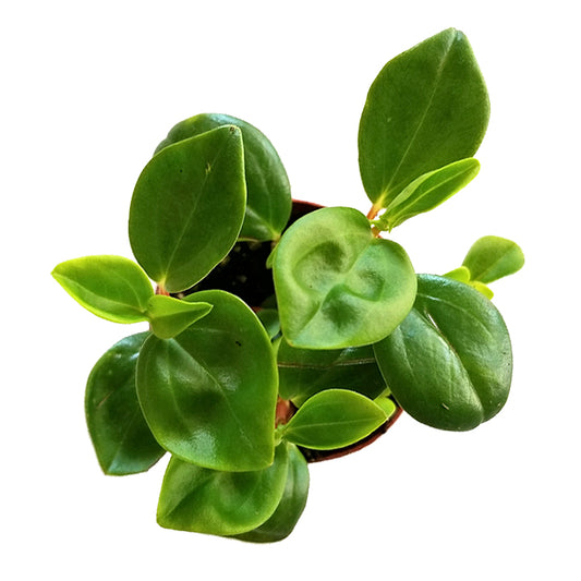 peperomia obtusifolia 'baby rubber plant'