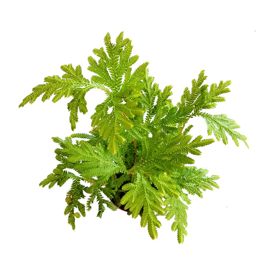 selaginella sp. 'spikemoss'