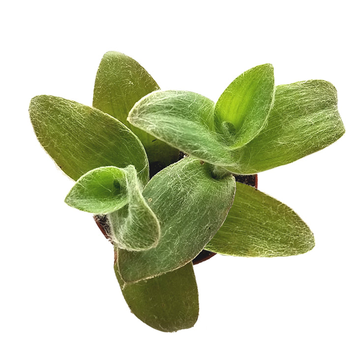 tradescantia sillamontana 'white velvet'