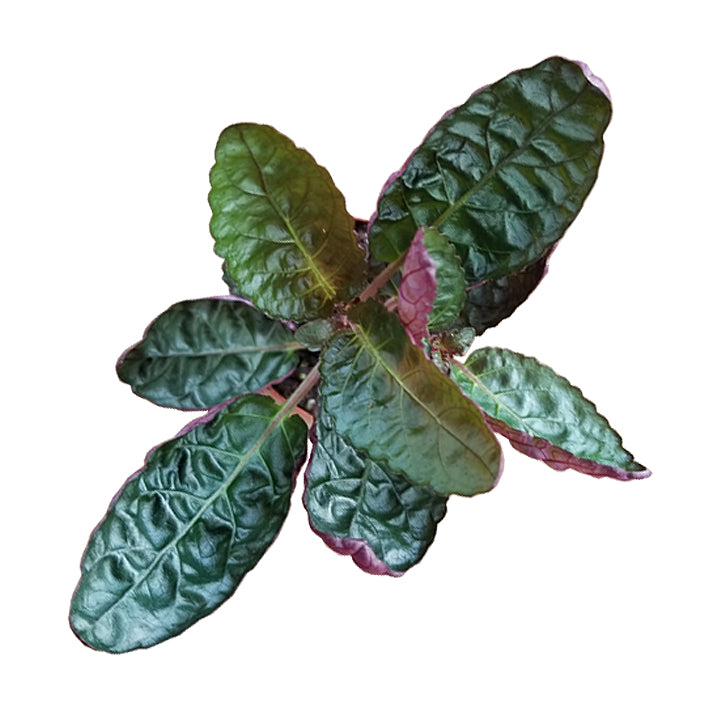 hemigraphis alternata 'waffle plant'