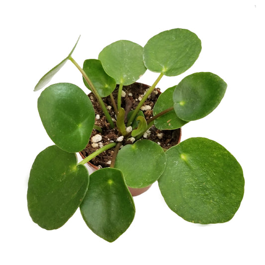 pilea peperomioides 'chinese money plant'