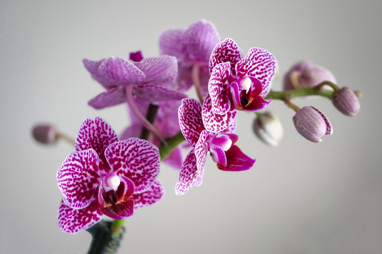 Exotic Purple Leopard Orchid – Live Phalaenopsis Orchid | Unique & Easy to Care For