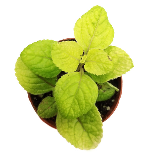 plectranthus