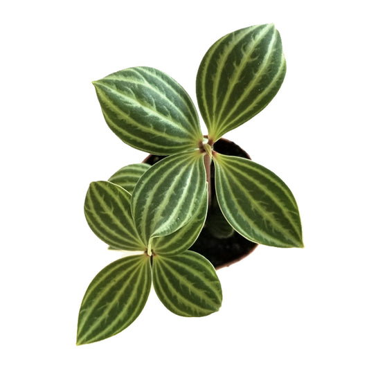 peperomia puteolata 'parallel peperomia'