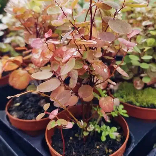 2-inch Pre-Bonsai Mix – 45 Pack Bulk Case | Miniature Starter Trees