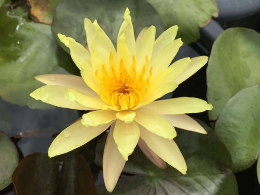 YELLOW BANGPRA Hardy Water Lily – Live Aquatic Pond Plant