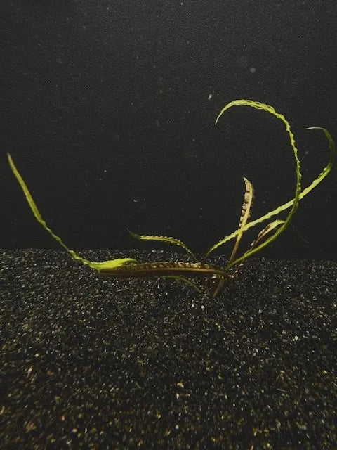 Cryptocoryne Retrospiralis