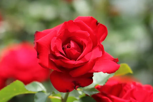 Opening Night Rose Rooted Stump – Bold Red Hybrid Tea Rose | Fragrant & Long-Lasting Blooms