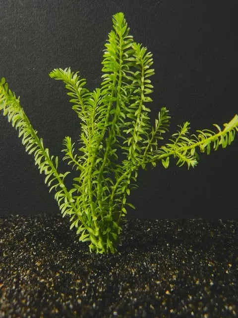 Rotala Nanjenshan