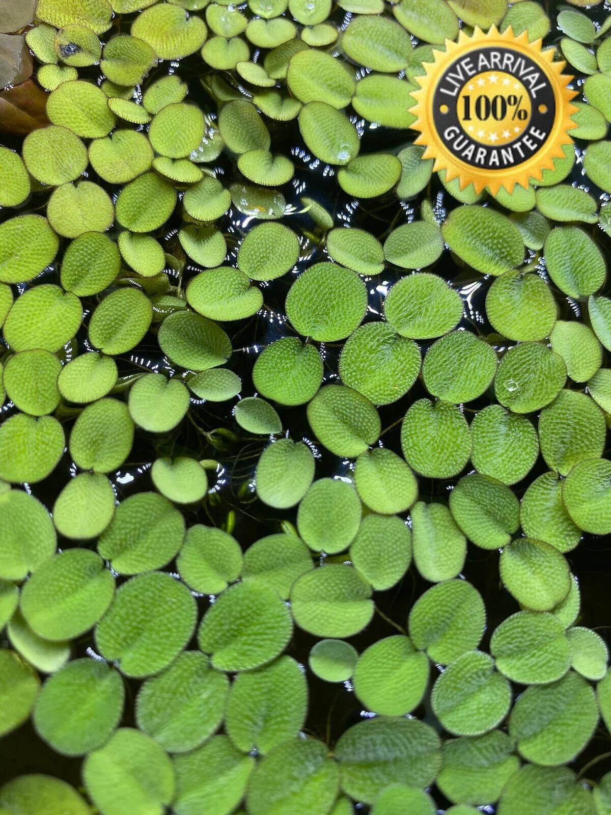 Salvinia Minima Water Spangles