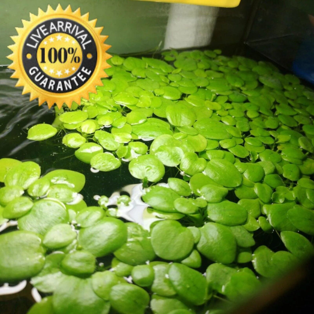 Amazon Frogbit Live Aquatic Floating Plant – Enchanted Grow