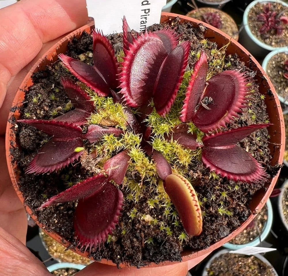 Red Piranha Venus Fly Trap (Dionaea muscipula) Rare Carnivorous Live Plant