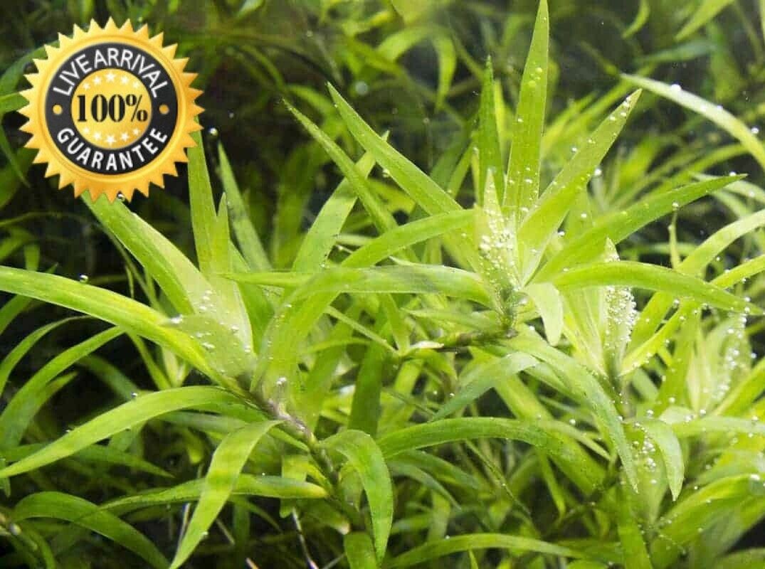 Water Stargrass Heteranthera dubia