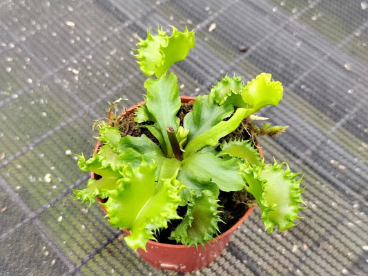 Venus Fly Trap 'Chinese Dumpling' (Dionaea muscipula) Rare Carnivorous Live Plant