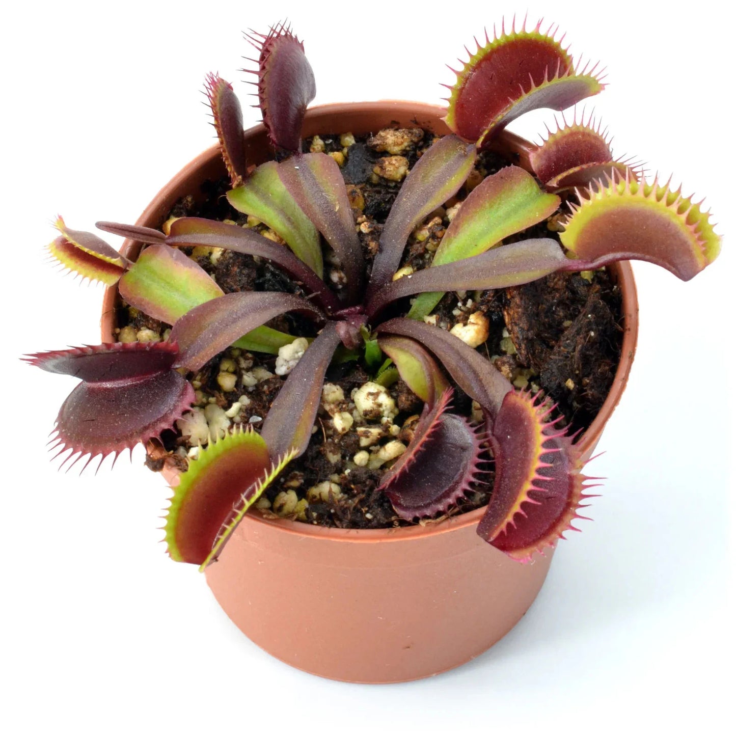 Maroon Monster Venus Fly Trap Potted - Dionaea muscipula *Rare Plant