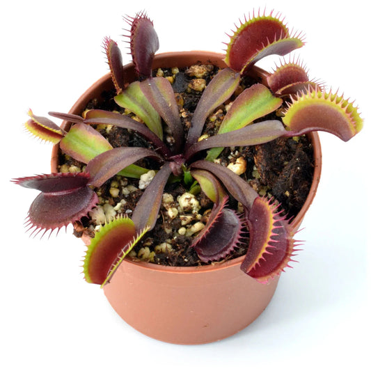 Maroon Monster Venus Fly Trap Potted - Dionaea muscipula *Rare Plant