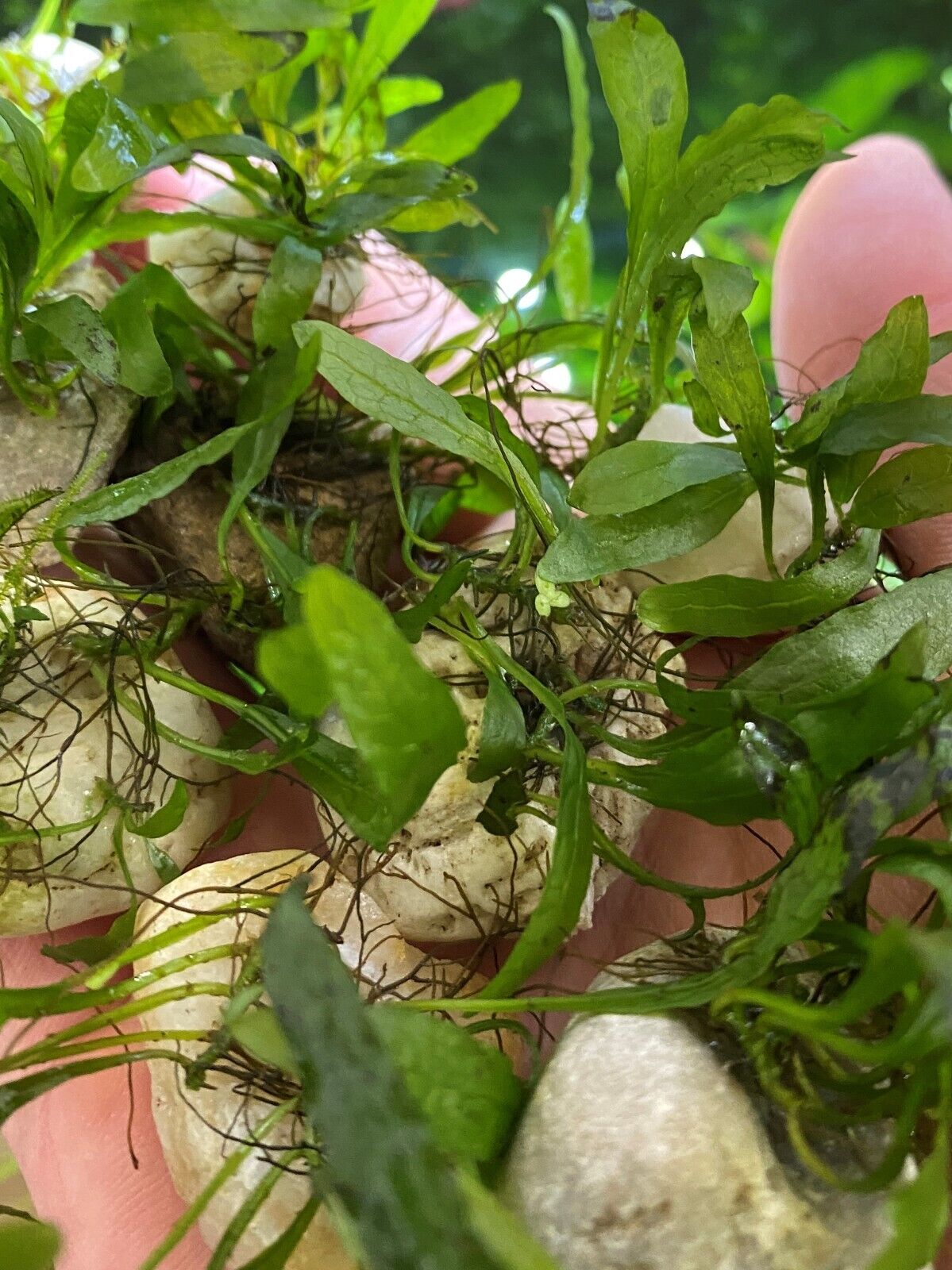 3PC Java Fern Microsorum pteropus Attached On Rocks