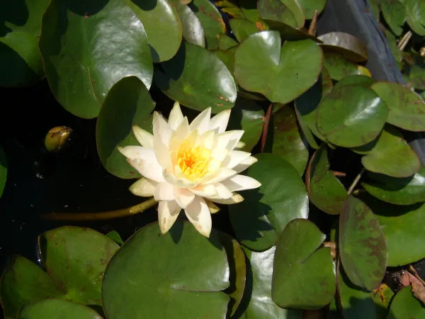 Chromatella (Marliacea) Hardy Water Lily - Classic Aquatic Pond Plant