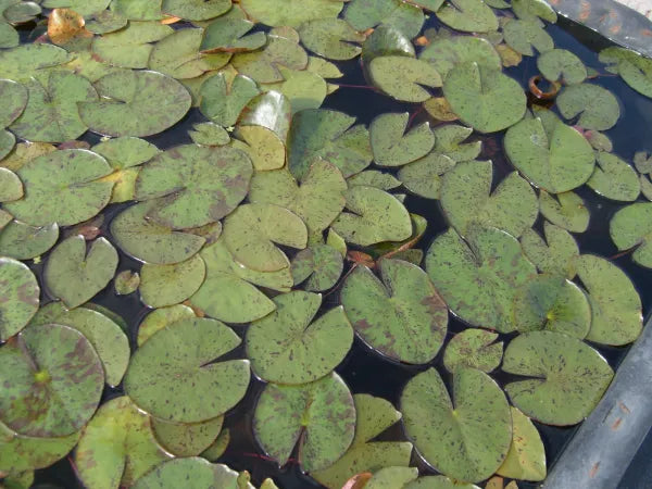 Barbara Dobbins Hardy Water Lily - Elegant Aquatic Pond Plant