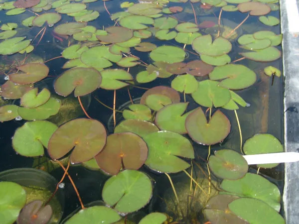 Albatros White Water Lily - Stunning Aquatic Pond Plant