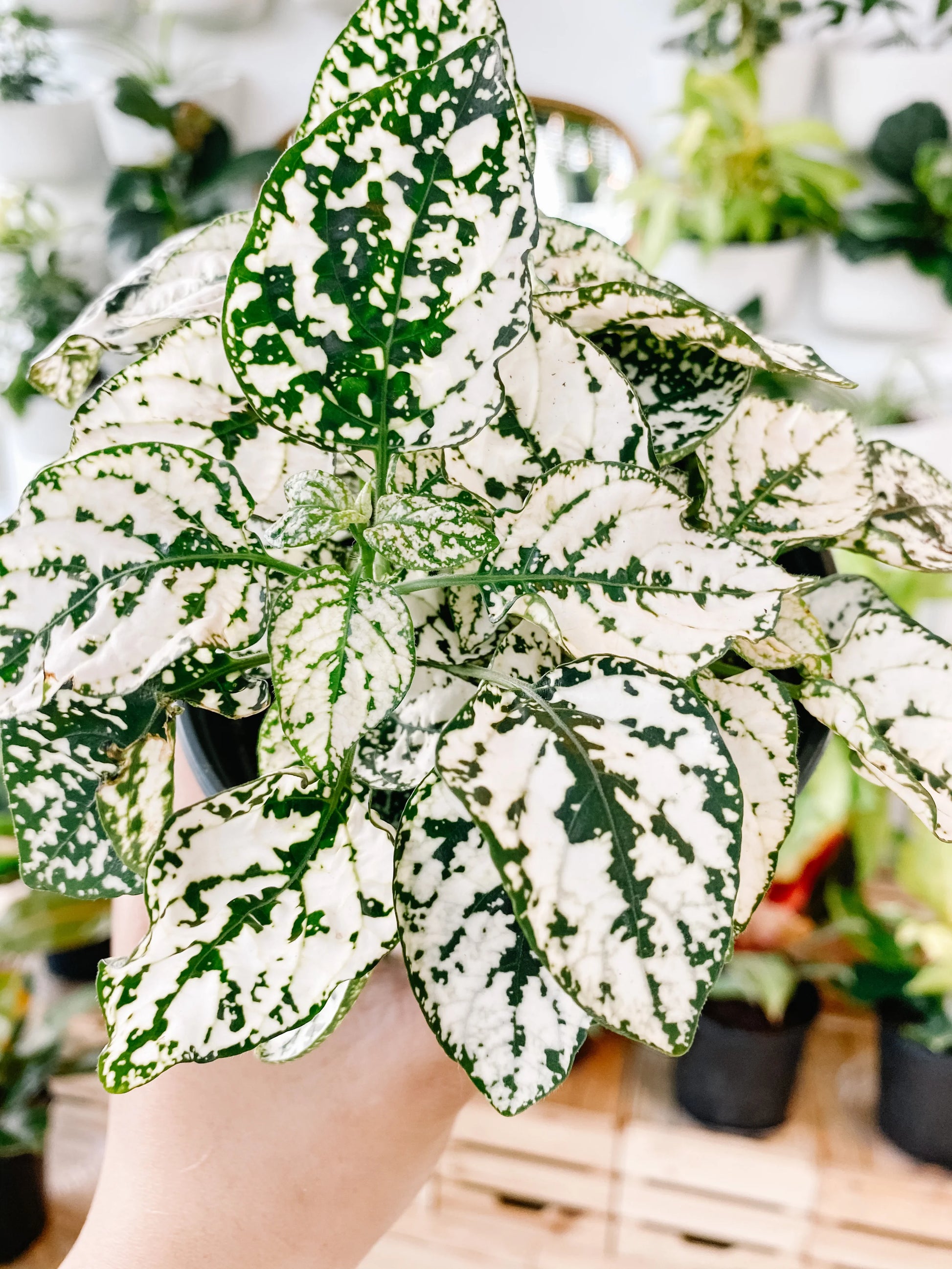 dotted leave house plant hypoestes phyllostachya 'polka dot / white'