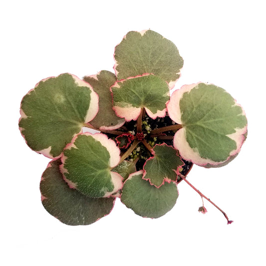 saxifraga stolonifera 'tricolor'