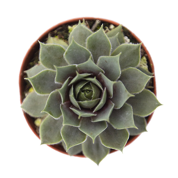 Sempervivum ‘red heart’