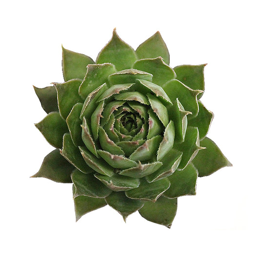 sempervivum ‘black’