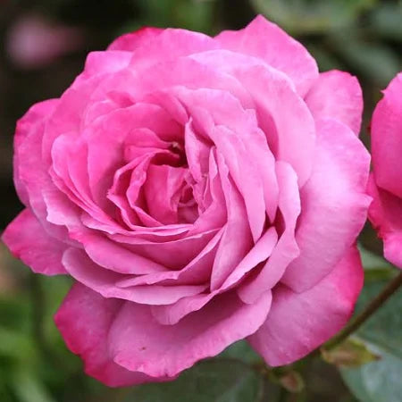 Heirloom Rose Rooted Stump– Fragrant Purple Hybrid Tea Rose | Repeat Blooming & Disease Resistant