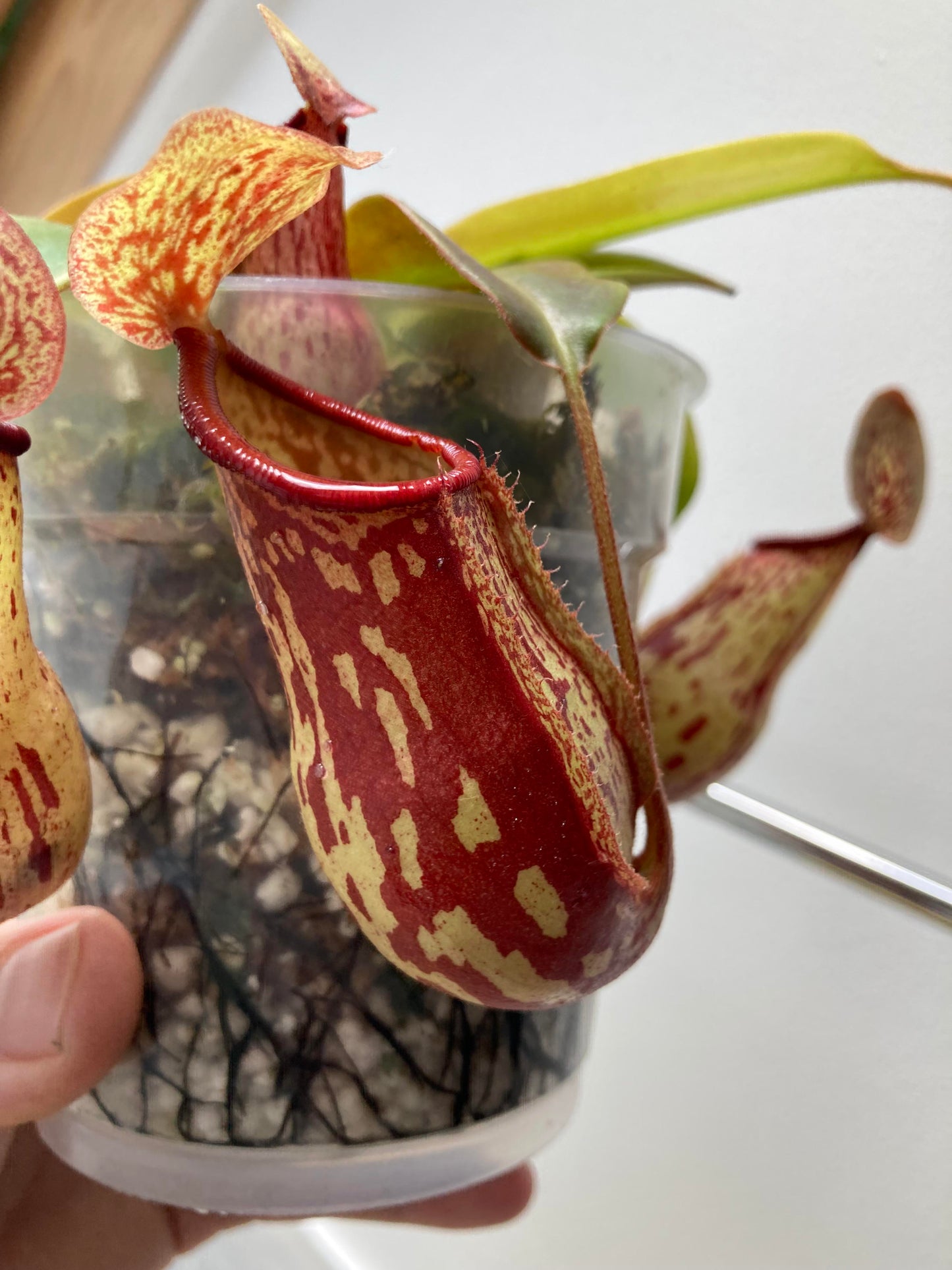 Nepenthes St. Gaya Carnivorous Pitcher Plant