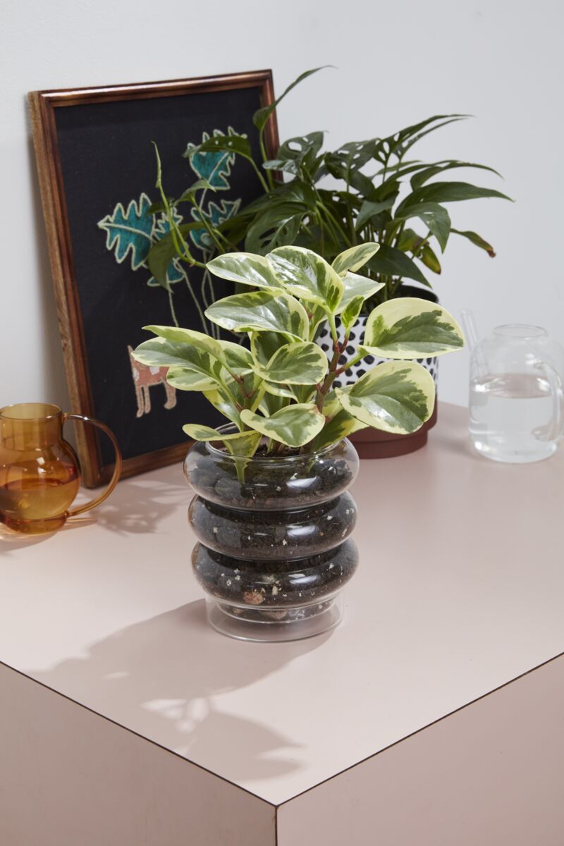Stacked Rings Glass Pot with Saucer – Modern Decorative Planter