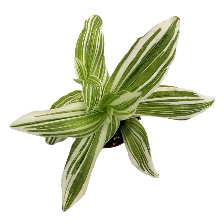 tradescantia fluminensis 'albovittata'