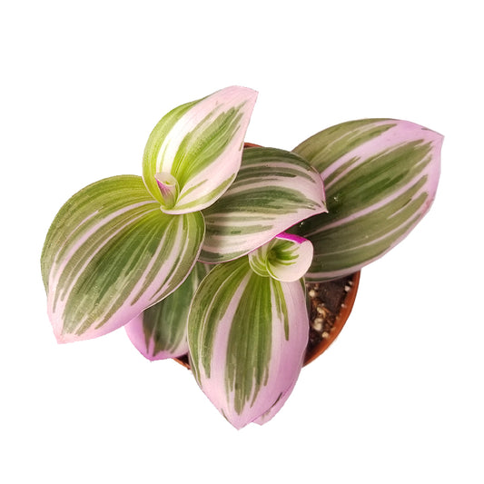 tradescantia 'nanouk'