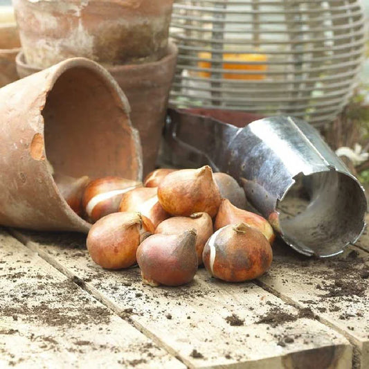 Tulip Bulbs – Spring Flowering Perennial Bulbs