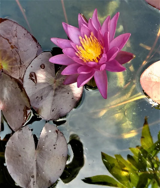 VIOLACIOUS (Purple) Hardy Water Lily – Live Aquatic Pond Plant