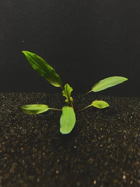 Cryptocoryne Undulata