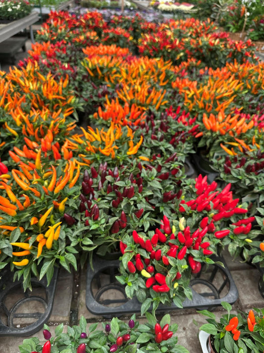 4" Ornamental Peppers ‘Autumn Fire’