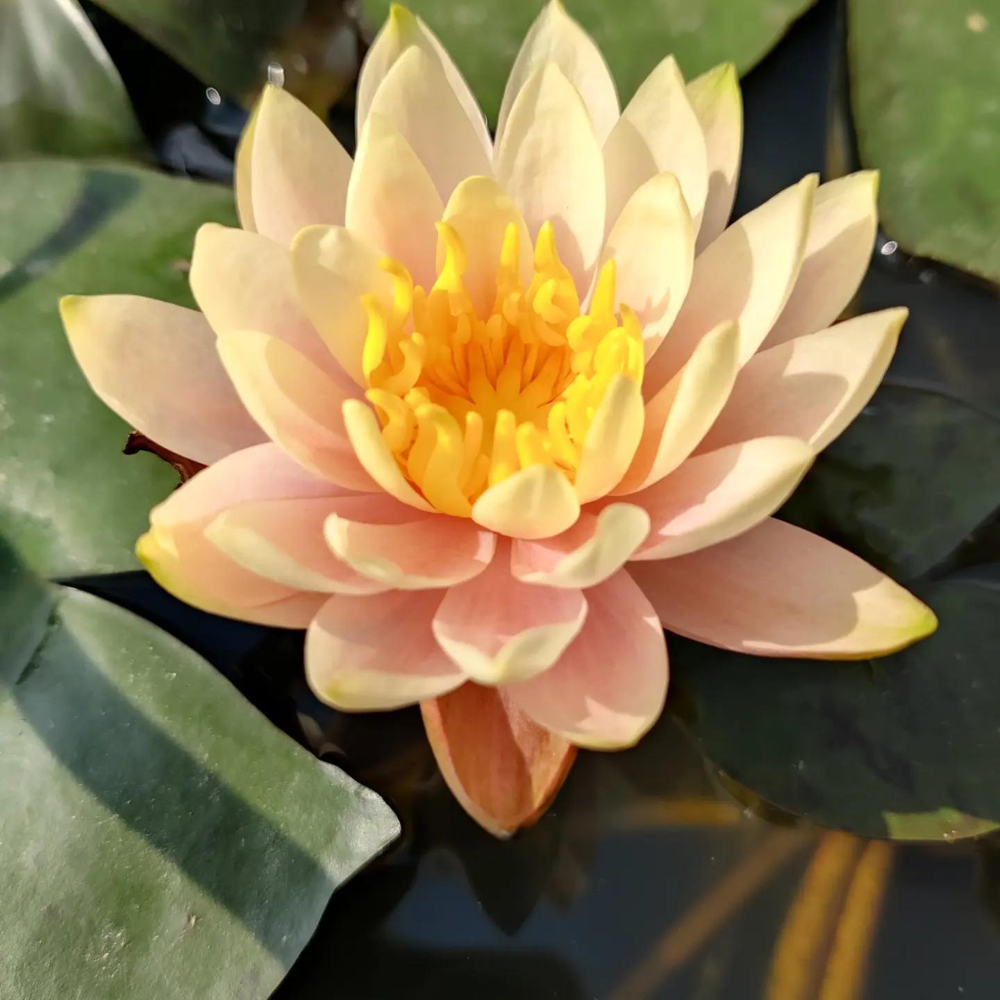 CHUBBY (YELLOW) Hardy Water Lily – Live Aquatic Pond Plant