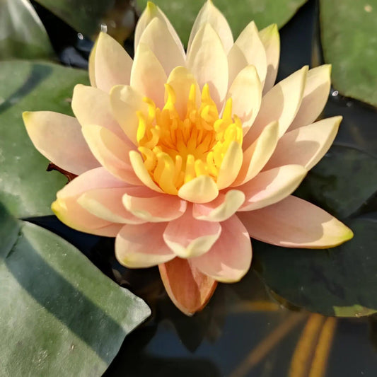 CHUBBY (YELLOW) Hardy Water Lily – Live Aquatic Pond Plant