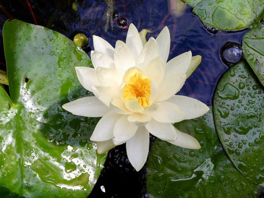 ALBA (WHITE) Hardy Water Lily – Live Aquatic Pond Plant
